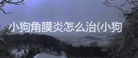 小狗角膜炎怎么治(小狗角膜炎多久能好)