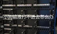 小狗輸液打不進去怎么辦？狗狗打針打不進去