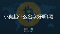 小狗起什么名字好聽(黑色的小狗叫什么名字合適)