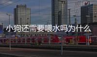 小狗還需要喂水嗎為什么？小狗需要喂水嘛