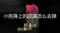 小狗身上的皮屑怎么去掉(小狗身上皮屑很多是怎么回事)