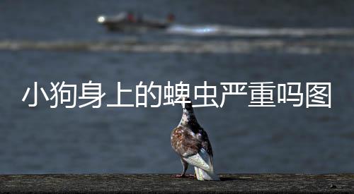 小狗身上的蜱蟲嚴(yán)重嗎圖片？小狗身上長蜱蟲了怎么辦,蜱蟲的預(yù)防和治療