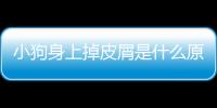 小狗身上掉皮屑是什么原因(小狗身上好多白色皮屑怎么辦)