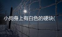 小狗身上有白色的硬塊(燙發(fā)后頭頂有白色硬塊)