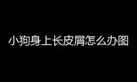 小狗身上長(zhǎng)皮屑怎么辦圖片？小狗身上好多皮屑怎么辦
