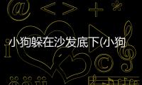 小狗躲在沙發底下(小狗往沙發底下鉆)