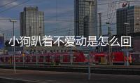 小狗趴著不愛動是怎么回事兒(小狗為什么趴著不動)