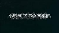 小狗跑了還會(huì)回來(lái)嗎