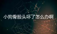 小狗骨股頭壞了怎么辦??？小狗骨股頭壞了怎么辦能治好嗎