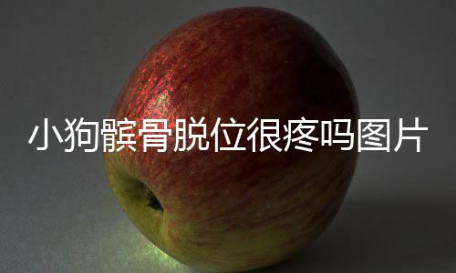 小狗髕骨脫位很疼嗎圖片？狗狗髕骨脫位影響壽命嗎