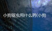 小狗驅蟲用什么藥(小狗驅蟲多少錢)