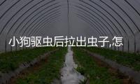 小狗驅蟲后拉出蟲子,怎樣就驅干凈了!(小狗驅蟲后拉出蟲子正常嗎)