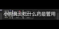 小狗鼻炎吃什么藥最管用(小狗鼻炎什么癥狀)