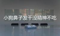 小狗鼻子發(fā)干沒精神不吃東西(小狗鼻子流血是什么原因)