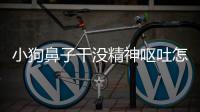 小狗鼻子干沒(méi)精神嘔吐怎么回事？小狗鼻子干沒(méi)精神嘔吐怎么辦