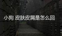 小狗 皮膚皮屑是怎么回事兒？狗狗皮膚皮屑特別多怎么回事