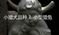 小獵犬品種？ 小型獵兔犬
