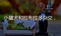 小獵犬和拉布拉多雜交，小獵犬和拉布拉多哪個聰明