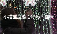小貓貓瘟能治好嗎？貓咪知道自己快死的表現