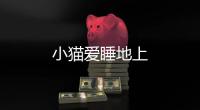 小貓愛睡地上