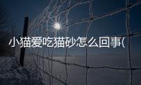 小貓愛吃貓砂怎么回事(小貓愛吃什么水果)
