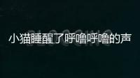小貓睡醒了呼嚕呼嚕的聲音(貓咪睡醒后一直呼嚕)