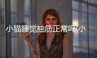 小貓睡覺抽筋正常嗎(小貓抽筋是怎么回事)
