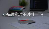 小貓睡覺時不時抖一下(小貓睡覺鼻子有聲音)