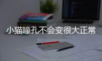 小貓瞳孔不會變很大正常嗎？貓咪瞳孔不會縮小正常嗎