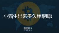小貓生出來多久睜眼睛(小貓生下來多久能睜眼睛)