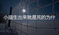 小貓生出來(lái)就是死的為什么？小貓生出來(lái)就是死的嗎