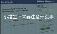 小貓生下來要注意什么事項(xiàng)？小貓生下來要注意什么呢
