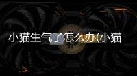 小貓生氣了怎么辦(小貓總生氣怎么辦)