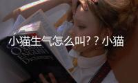 小貓生氣怎么叫?？小貓生氣怎么叫喚