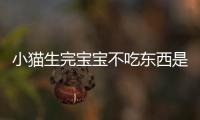 小貓生完寶寶不吃東西是怎么回事(小貓生完寶寶注意事項)