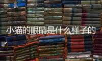 小貓的眼睛是什么樣子的形容詞？小貓的眼睛是怎么樣