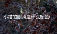 小貓的眼睛是什么顏色(小貓幾個月眼睛顏色才能確定)