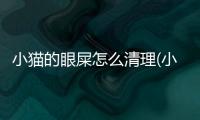 小貓的眼屎怎么清理(小貓的眼睛有眼屎怎么辦)