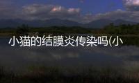 小貓的結(jié)膜炎傳染嗎(小貓結(jié)膜炎傳染人嗎)