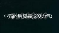小貓的后腿感覺沒力氣(小貓后腿站不起來)
