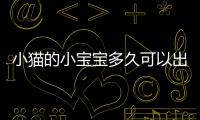 小貓的小寶寶多久可以出來，小貓的小寶寶作文
