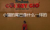 小貓的尾巴像什么一樣的比喻句？小貓的尾巴像什么一樣的作用