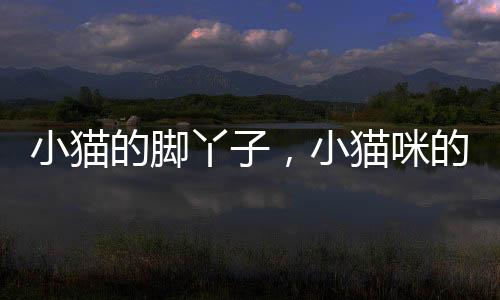 小貓的腳丫子，小貓咪的腳