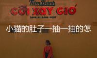 小貓的肚子一抽一抽的怎么回事(為什么小貓的肚子一直在叫)