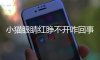 小貓眼睛紅睜不開咋回事(小貓眼睛紅睜不開吃什么藥)