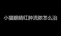 小貓眼睛紅腫流膿怎么治療(小貓眼睛流膿睜不開用什么眼藥水)