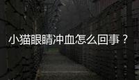 小貓眼睛沖血怎么回事？貓咪眼睛沖血