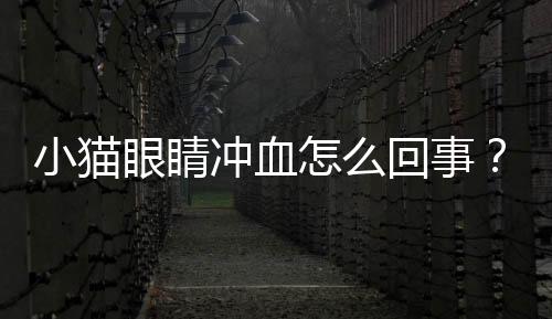小貓眼睛沖血怎么回事？貓咪眼睛沖血