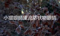 小貓眼睛里流膿狀物眼睛都被粘住睜不開了(小貓眼睛里流膿眼屎)