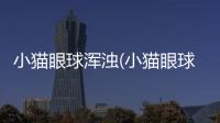 小貓眼球渾濁(小貓眼球紅充血)